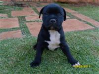 Male 3.1