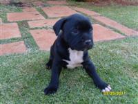 Male 3.2
