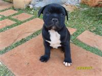 Male 3.3