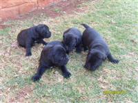 Puppies 1